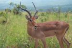 safrica03_image25.jpg